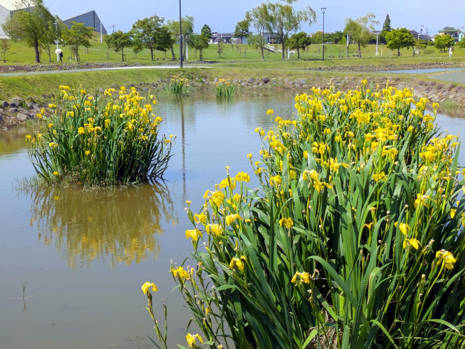 【福岡県営筑後広域公園】体験エリアのワイルドフラワー-4