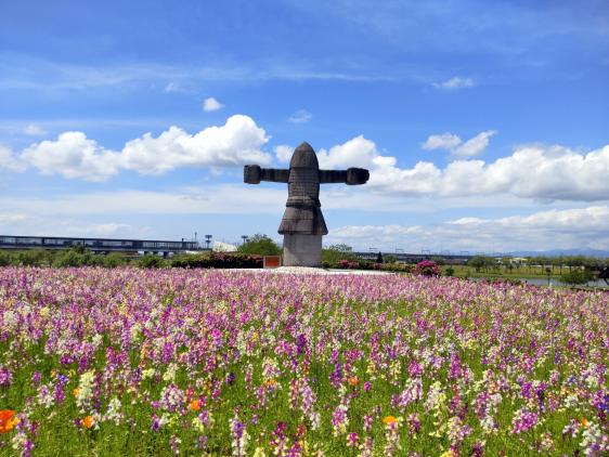 【福岡県営筑後広域公園】体験エリアのワイルドフラワー-0