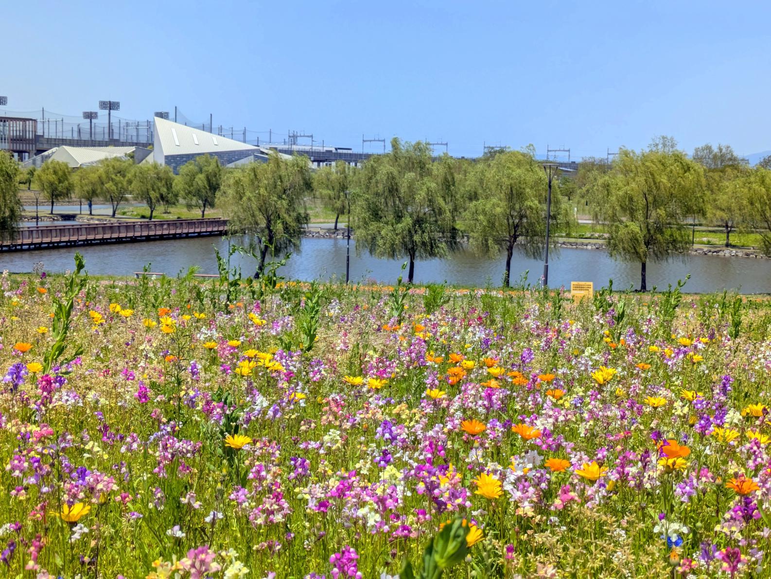 【福岡県営筑後広域公園】体験エリアのワイルドフラワー-1