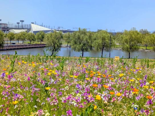 【福岡県営筑後広域公園】体験エリアのワイルドフラワー-1