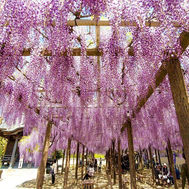【上高場大神宮】上高場の大藤