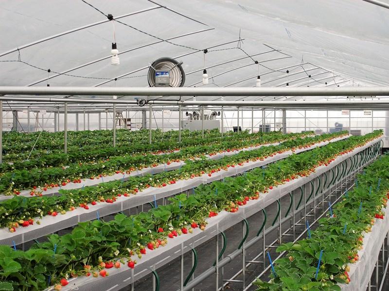 らいおん果実園-1