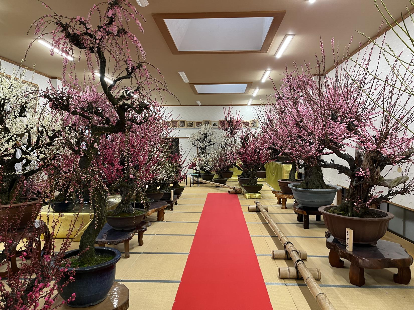 お座敷梅（みやま市）-1