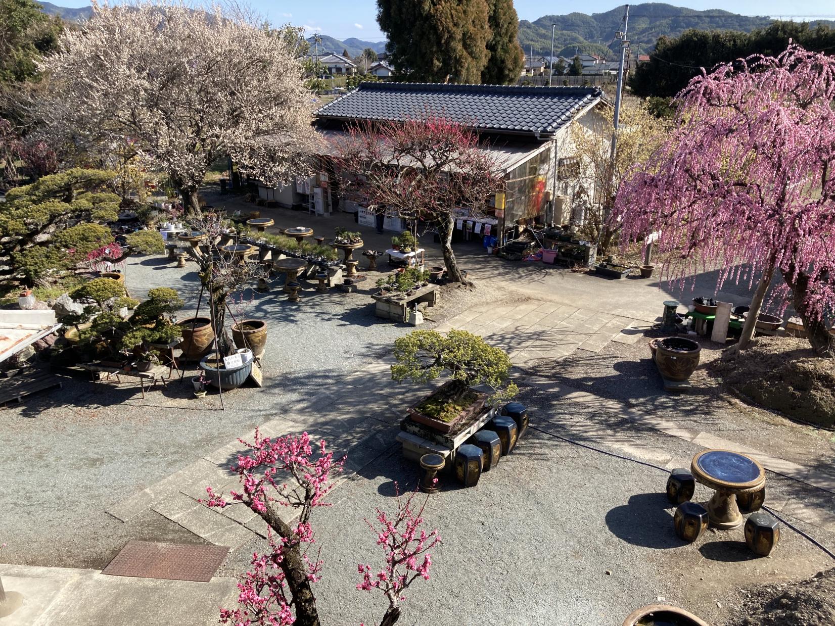 お座敷梅（みやま市）-2