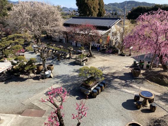 お座敷梅（みやま市）-2