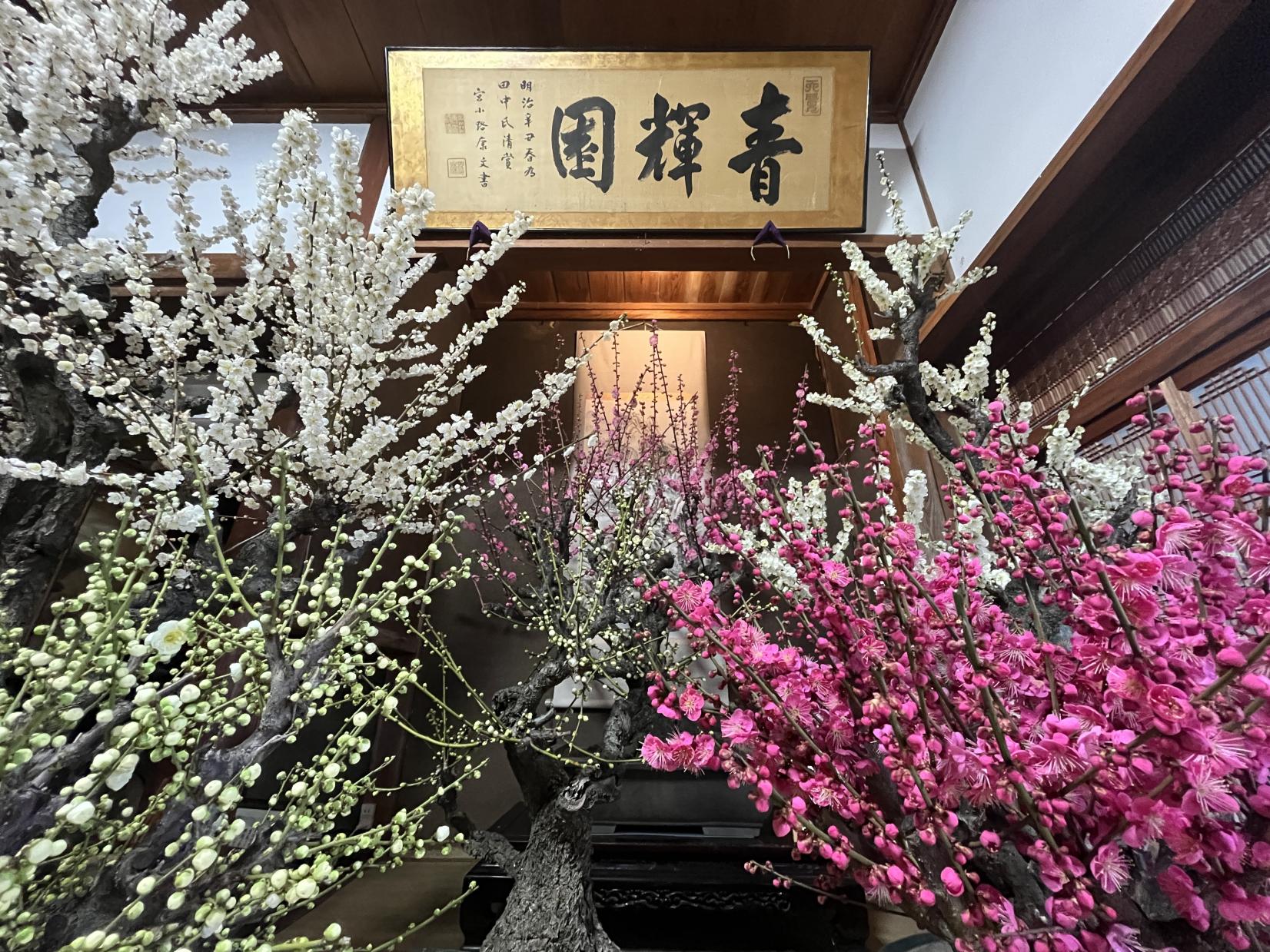 お座敷梅（みやま市）-3