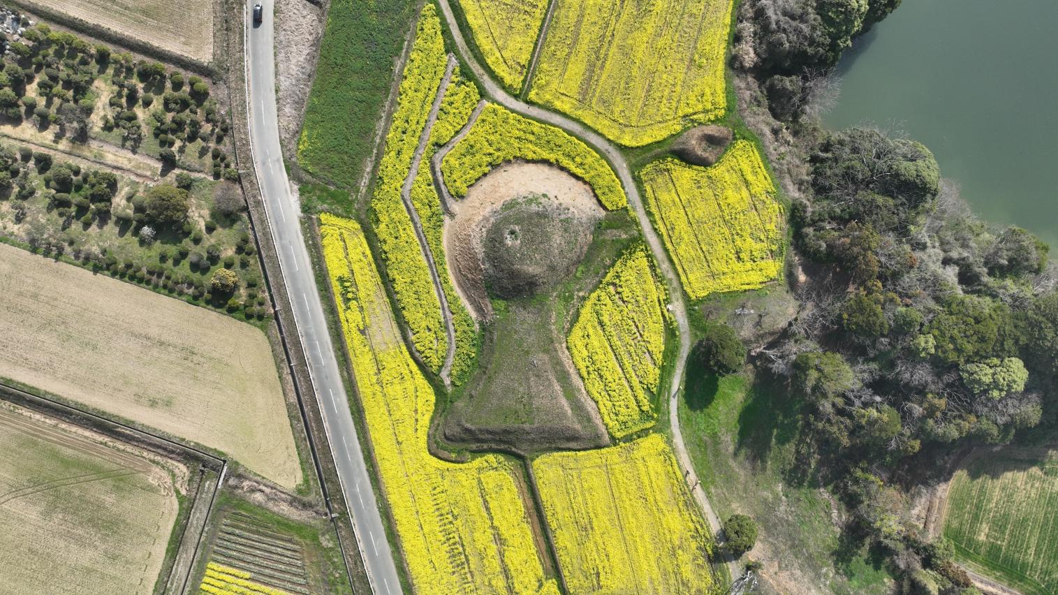 【新原・奴山古墳群】菜の花-1