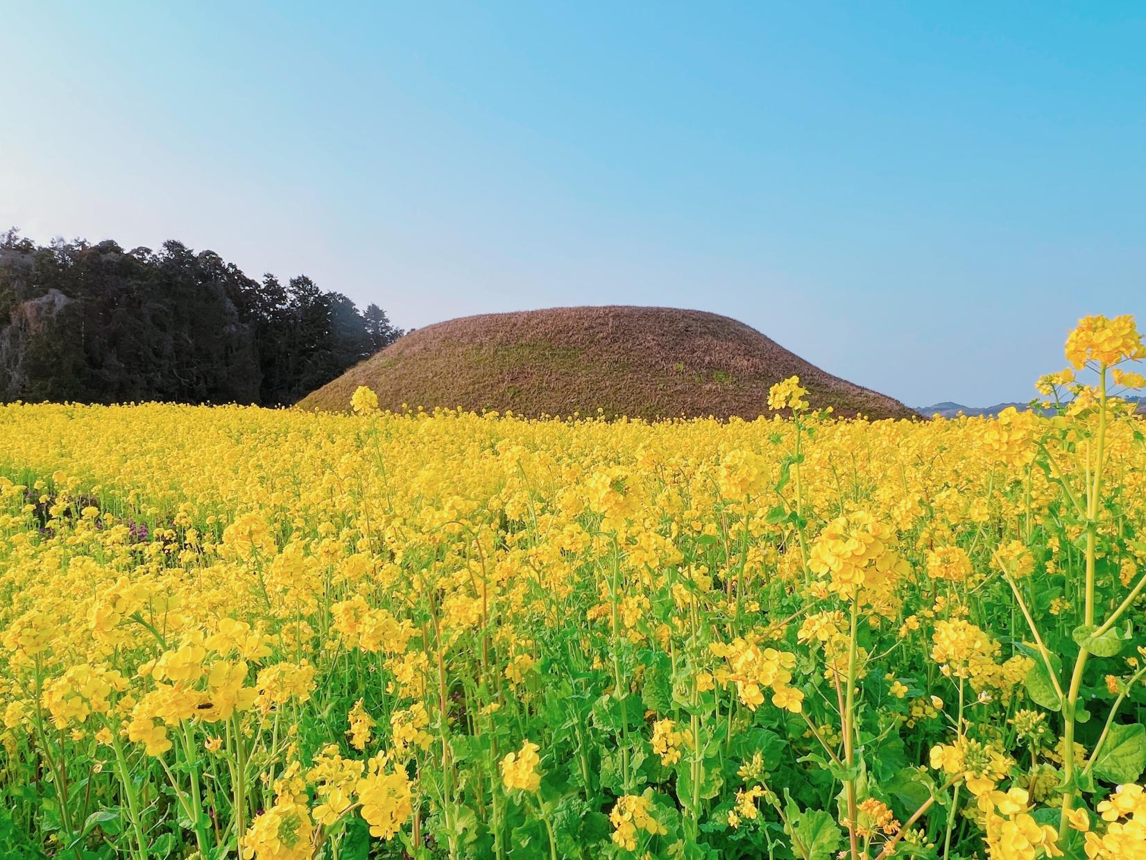 【新原・奴山古墳群】菜の花