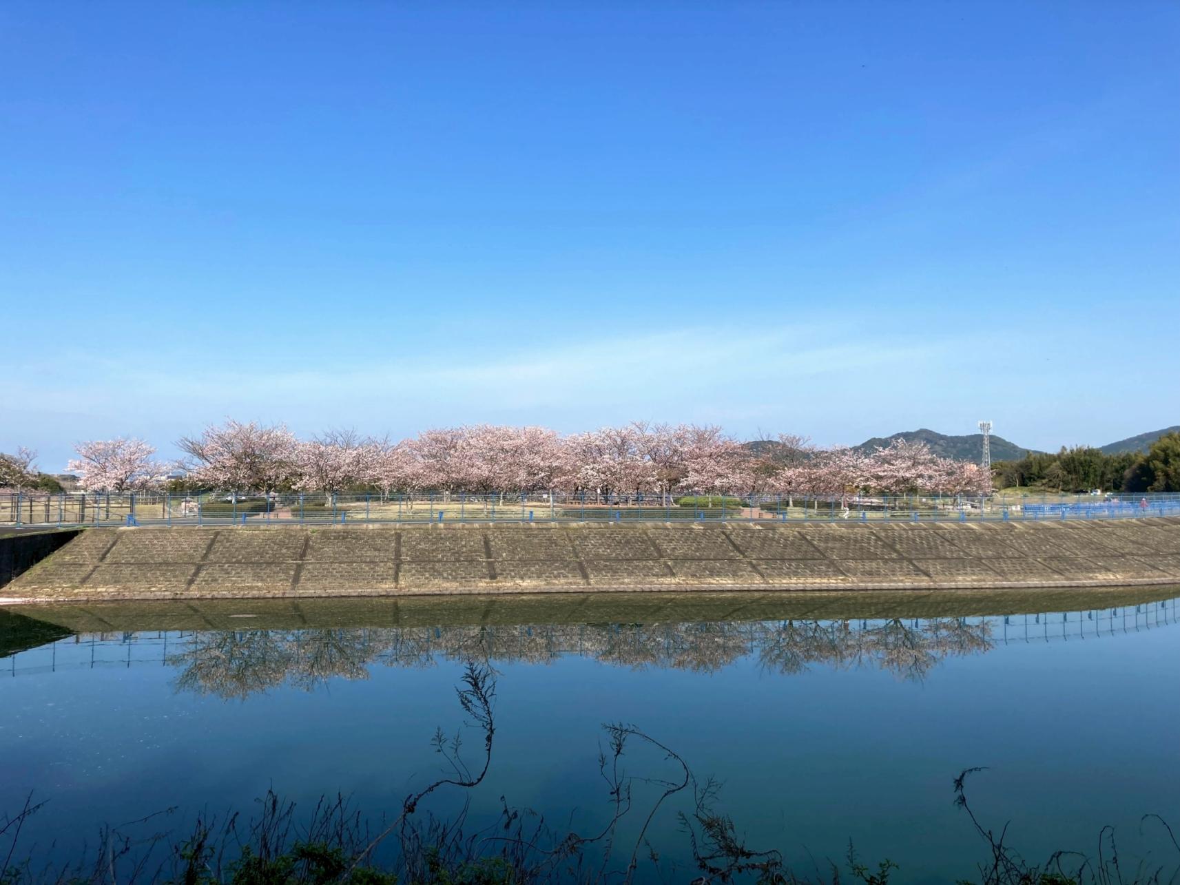 【久末総合公園】みずがめの郷の桜-3