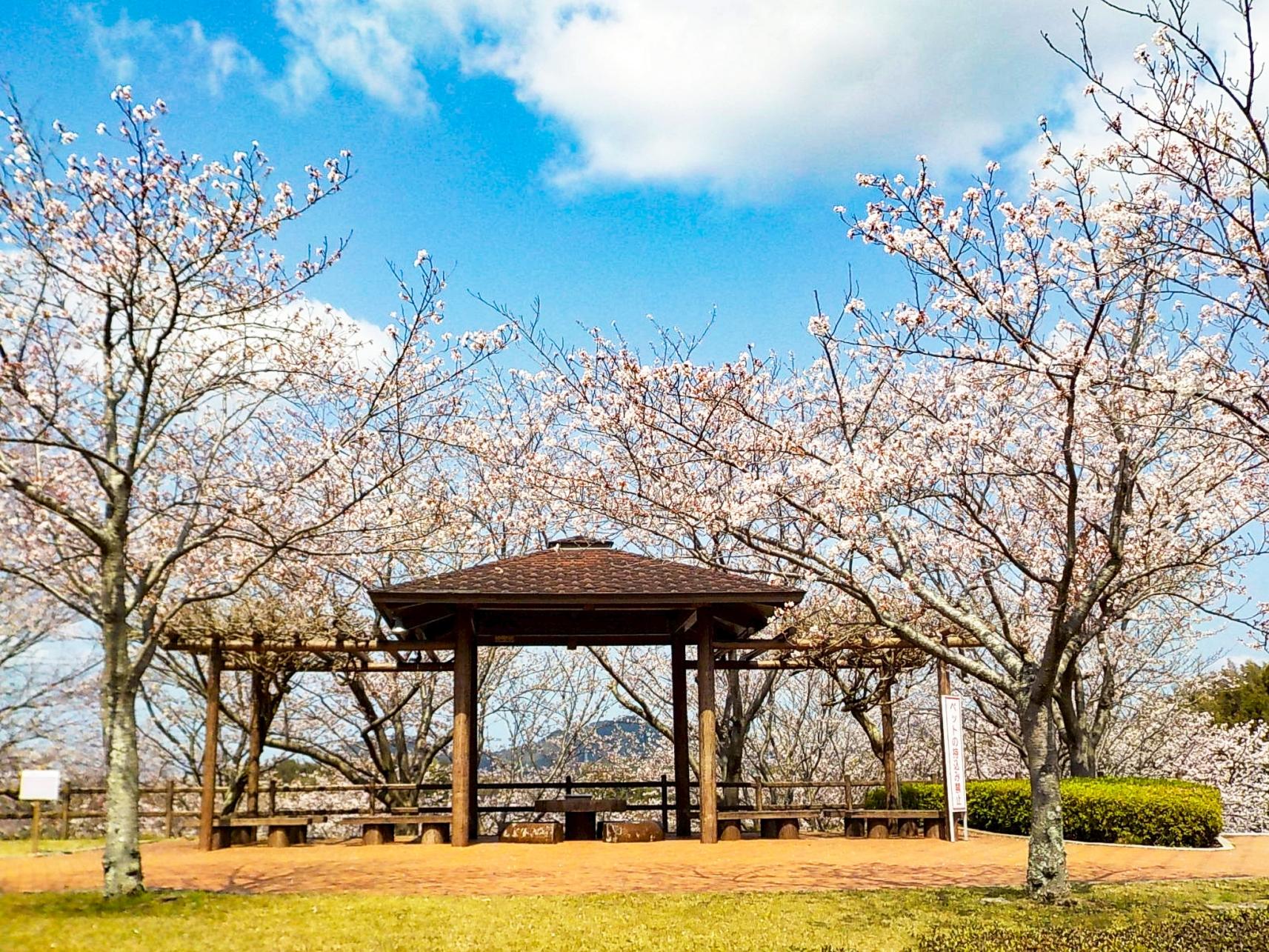【久末総合公園】みずがめの郷の桜-7