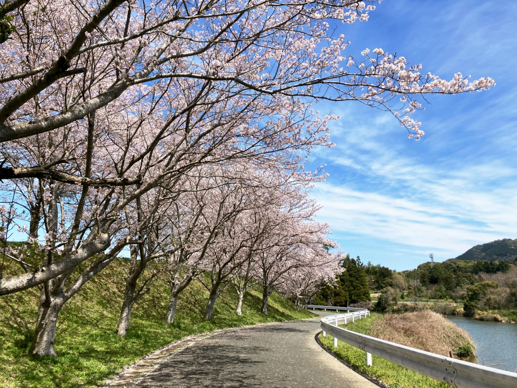 【久末総合公園】みずがめの郷の桜-2