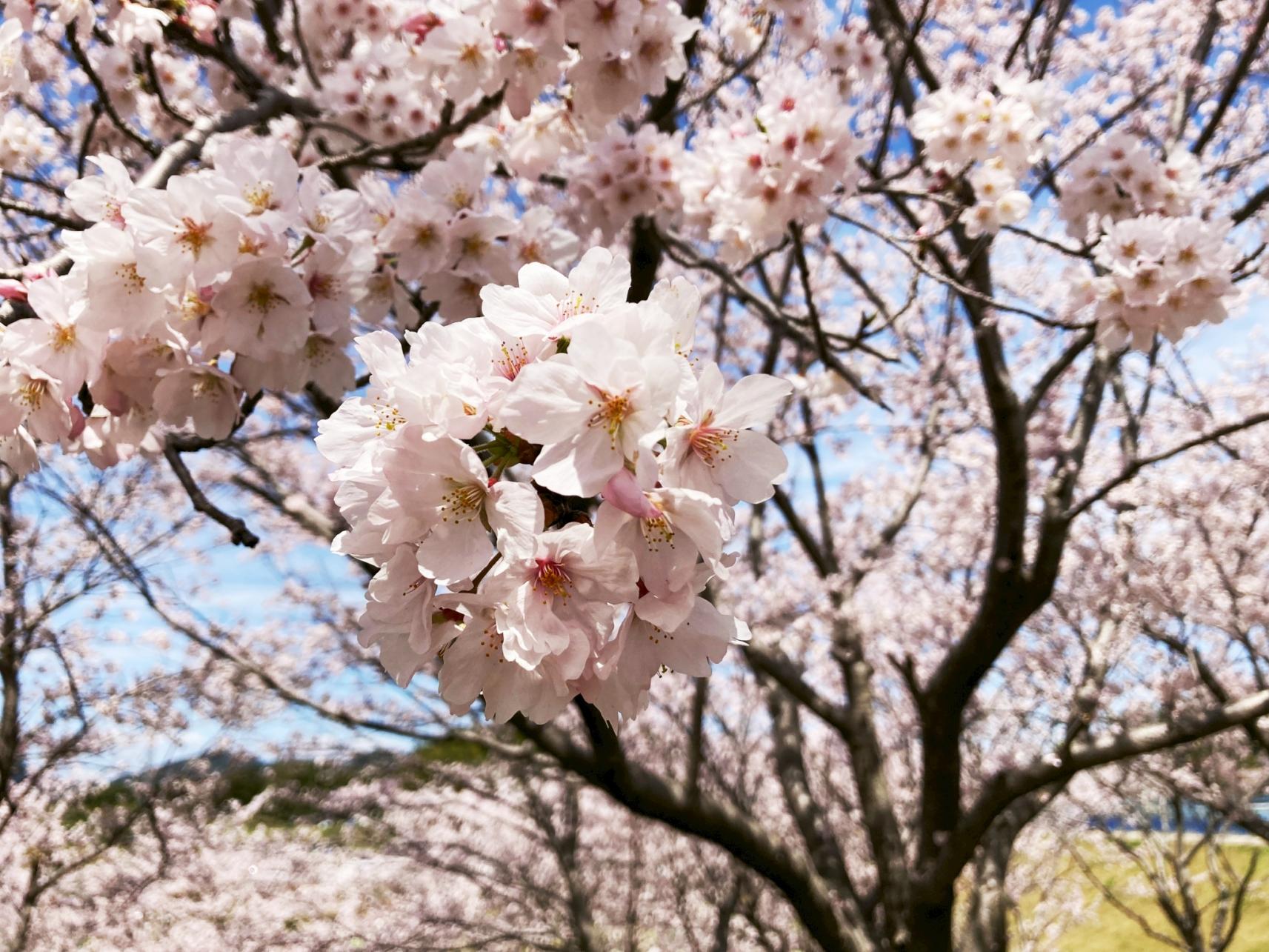 【久末総合公園】みずがめの郷の桜-6