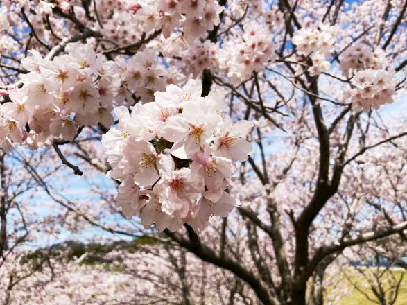 【久末総合公園】みずがめの郷の桜-6