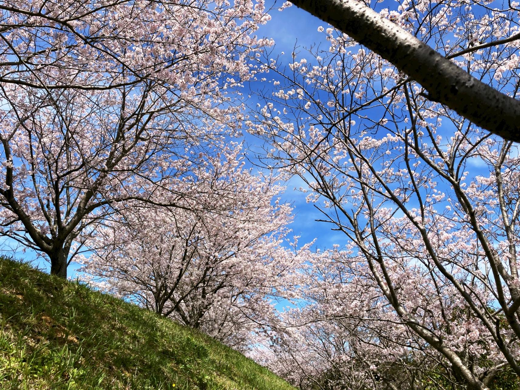 【久末総合公園】みずがめの郷の桜-5