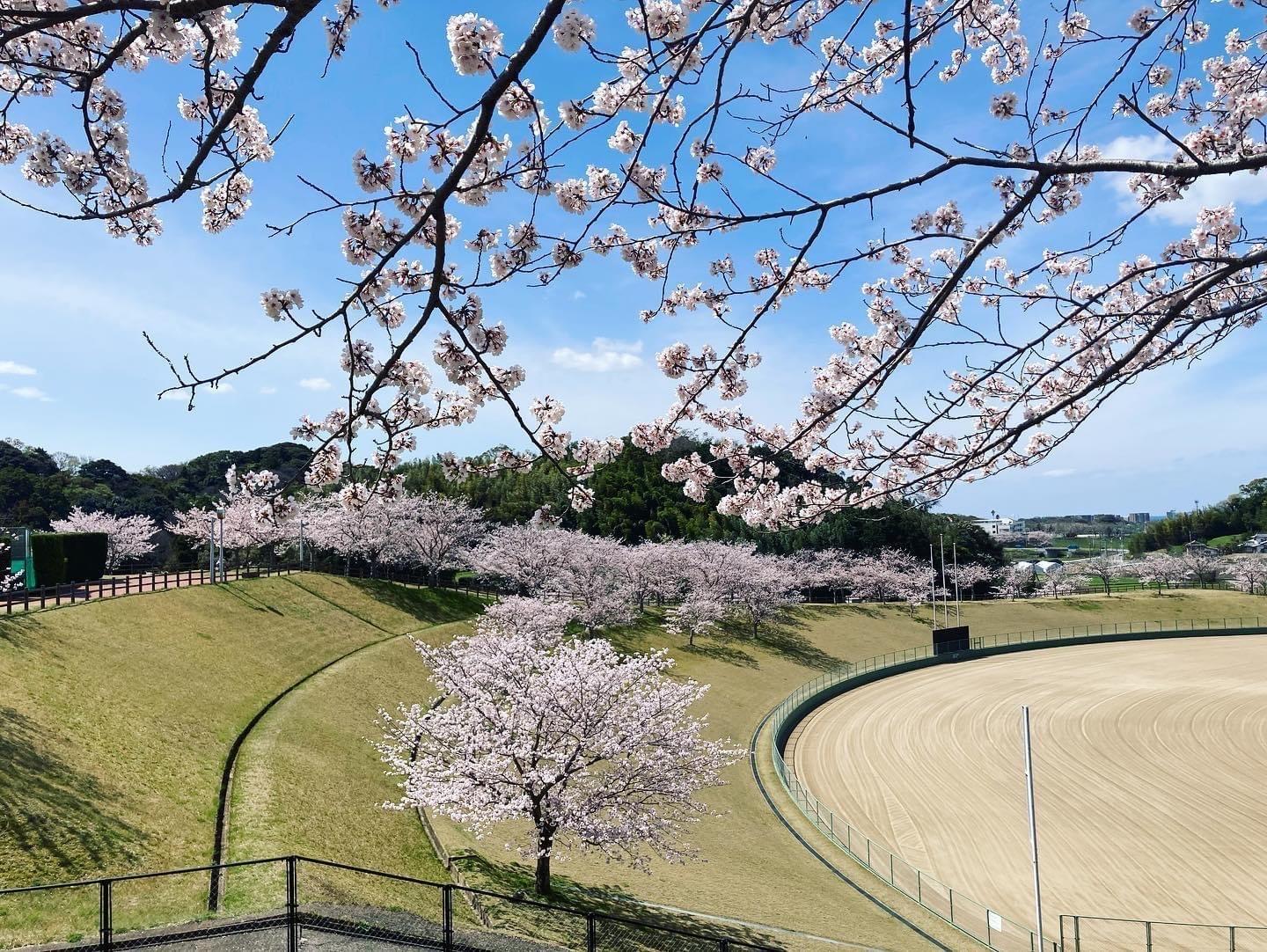 【久末総合公園】みずがめの郷の桜