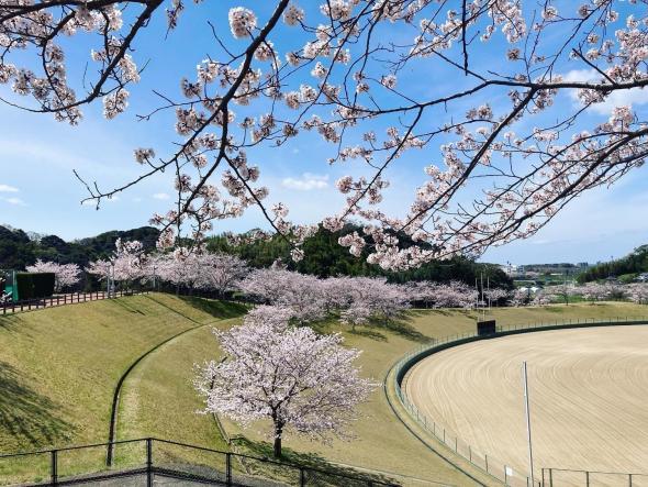 【久末総合公園】みずがめの郷の桜-0