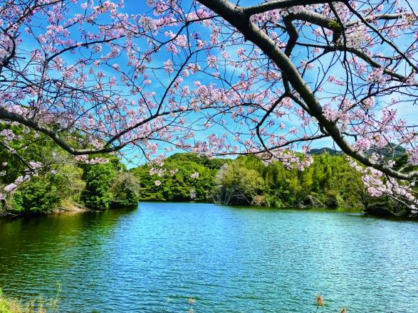 【久末総合公園】みずがめの郷の桜-4
