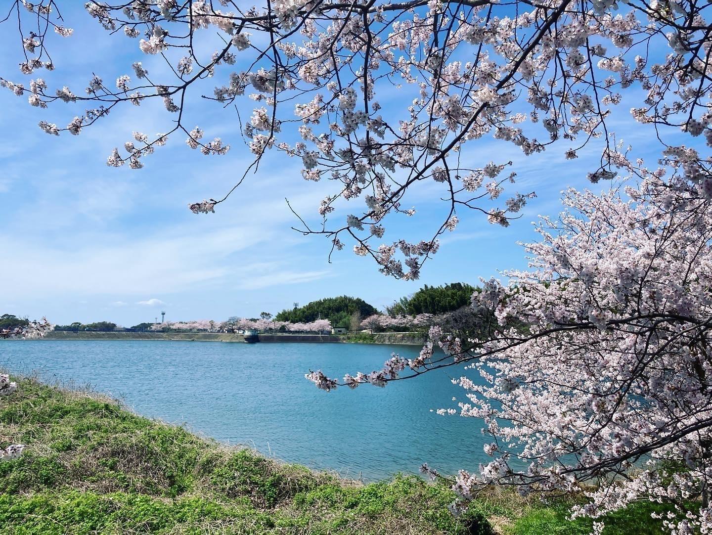 【久末総合公園】みずがめの郷の桜-1