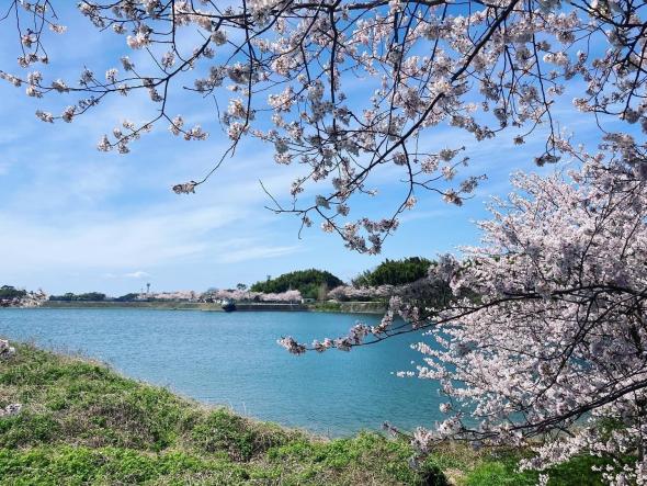 【久末総合公園】みずがめの郷の桜-1