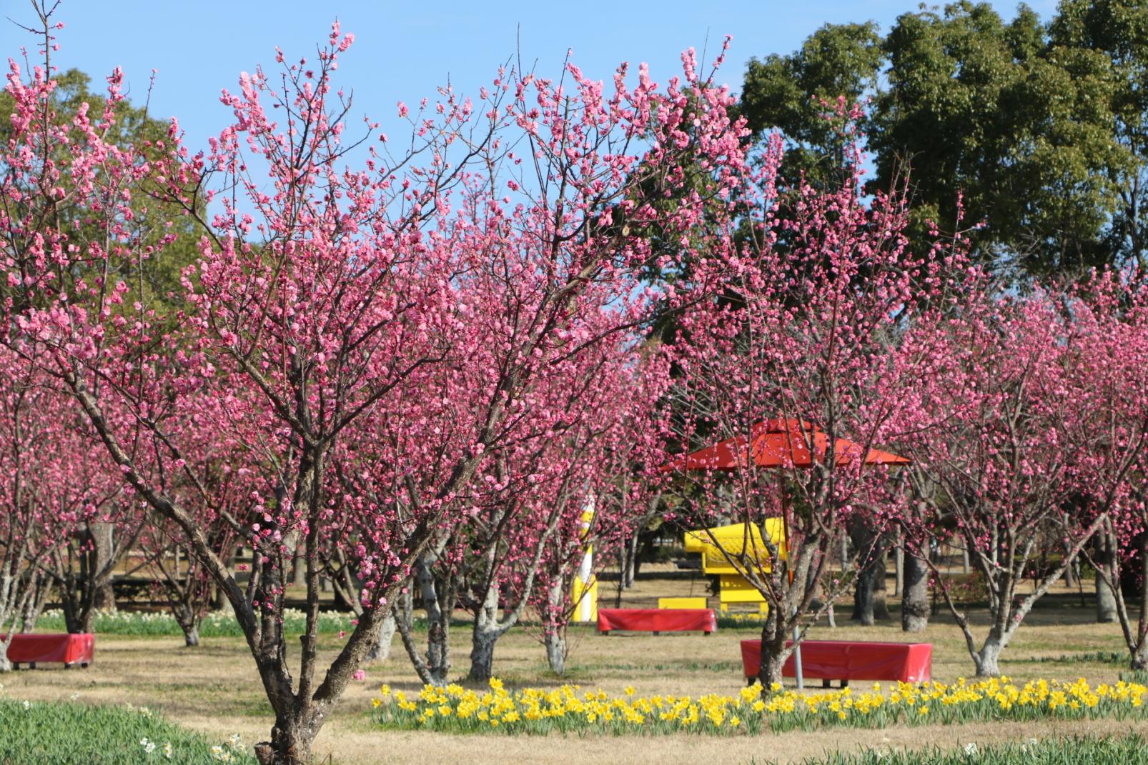 【海の中道海浜公園】早春ハッピーフェスタ2026-2