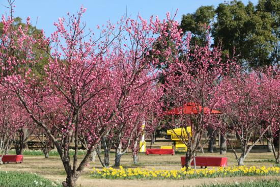【海の中道海浜公園】早春ハッピーフェスタ2026-2
