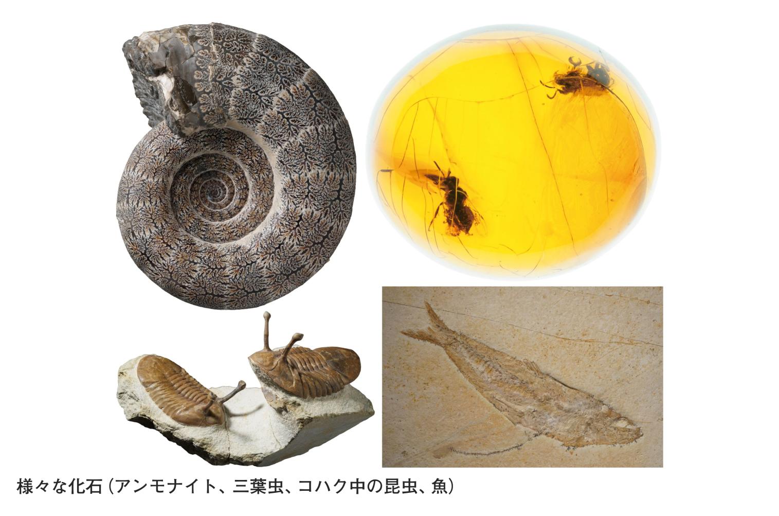 【いのちのたび博物館】春の特別展「化石のふしぎ展 石になった生き物のヒミツ」-3