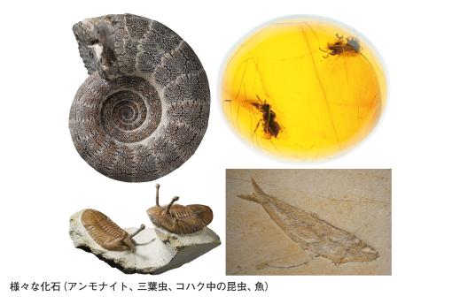 【いのちのたび博物館】春の特別展「化石のふしぎ展 石になった生き物のヒミツ」-3