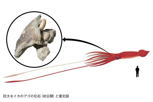 【いのちのたび博物館】春の特別展「化石のふしぎ展 石になった生き物のヒミツ」-1