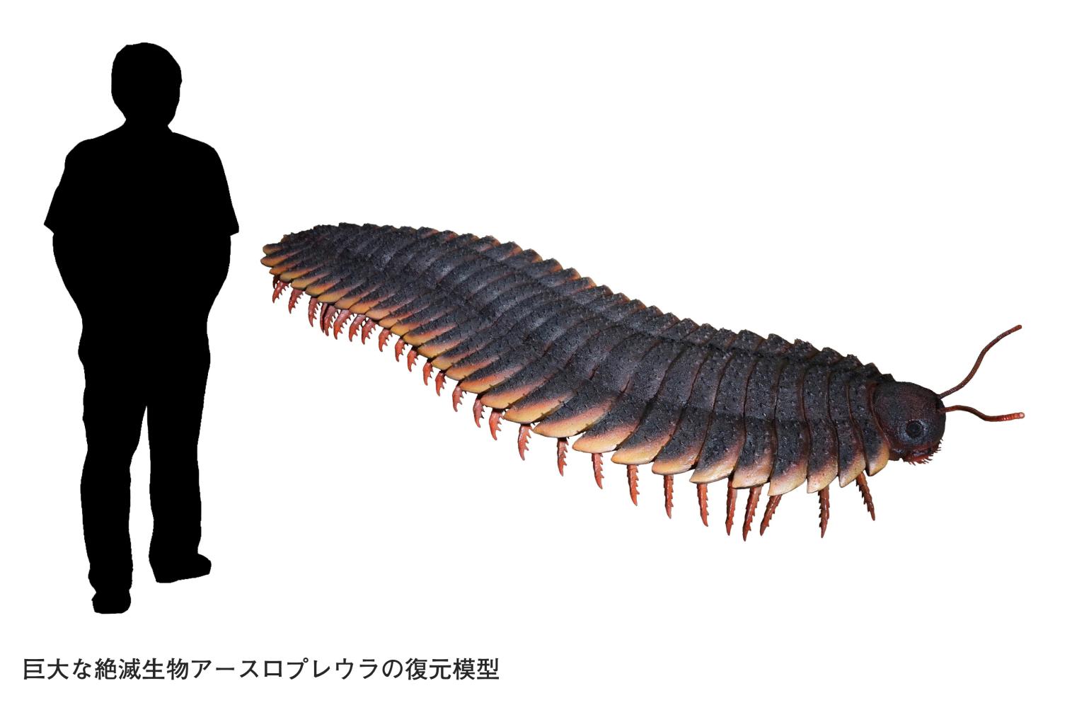 【いのちのたび博物館】春の特別展「化石のふしぎ展 石になった生き物のヒミツ」-2