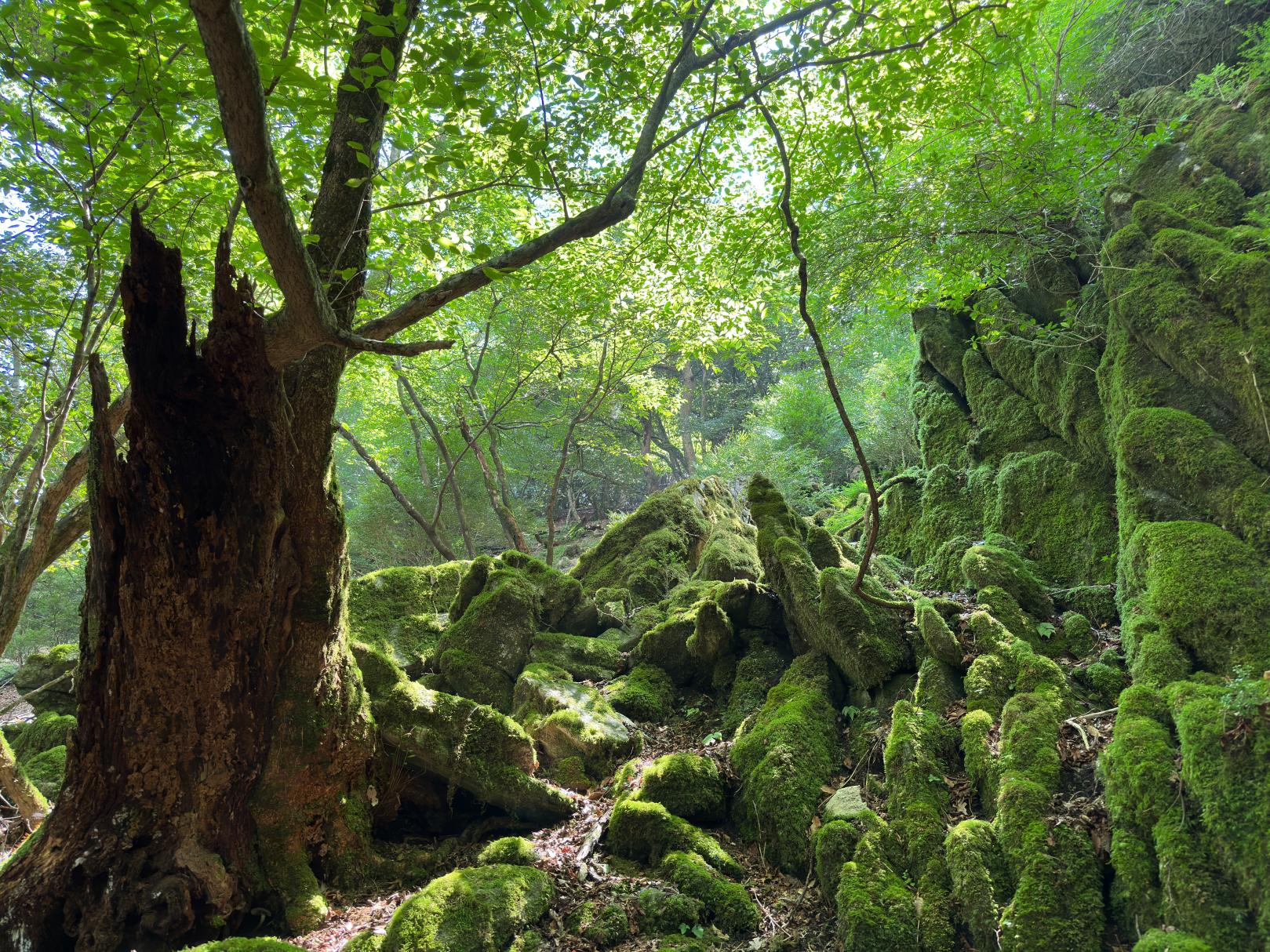 【古処山キャンプ村】新テントサイト無料試泊会-2