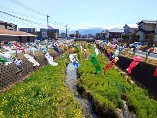十郎川鯉のぼり掲揚-1