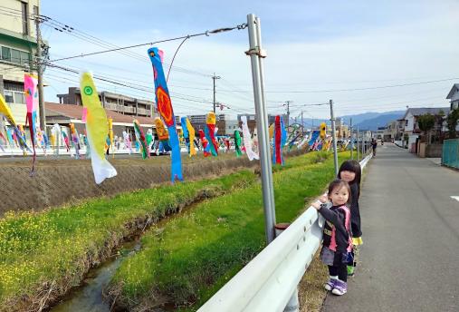 十郎川鯉のぼり掲揚-6