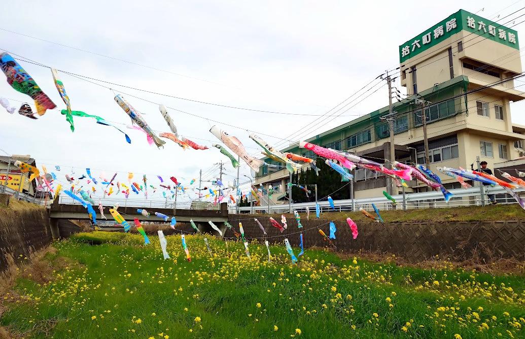 十郎川鯉のぼり掲揚-5