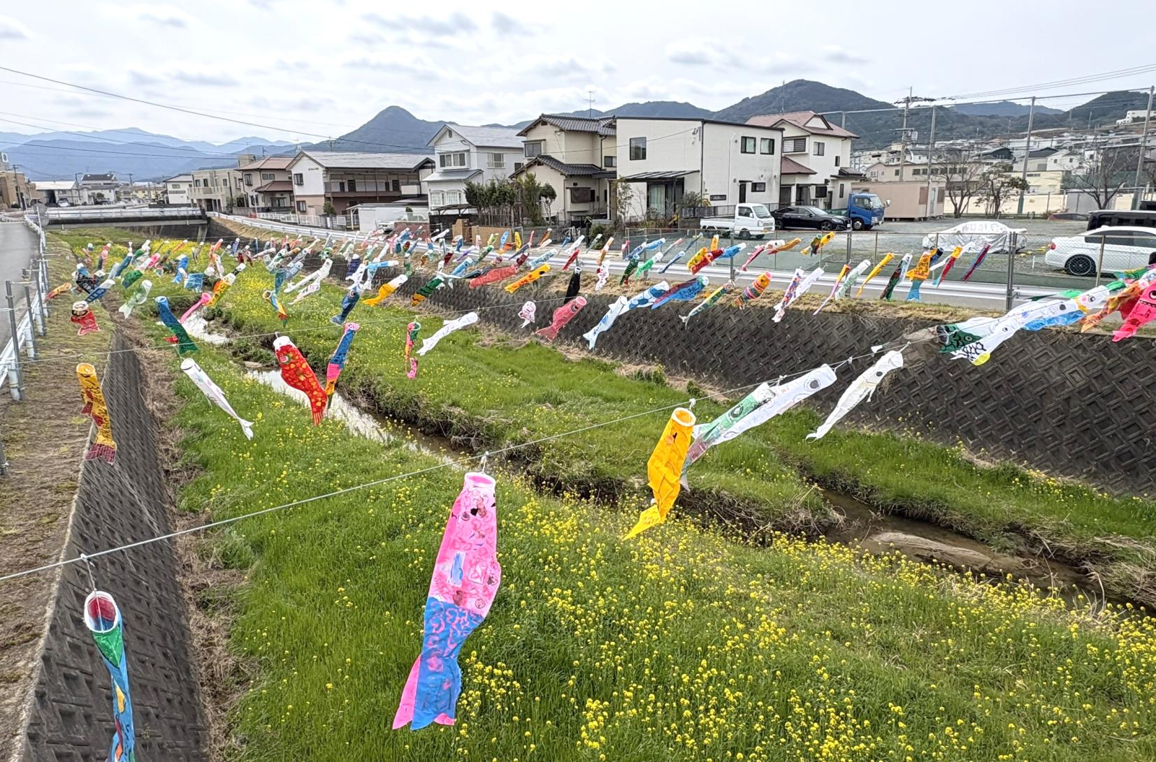 十郎川鯉のぼり掲揚-3
