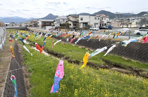 十郎川鯉のぼり掲揚-3