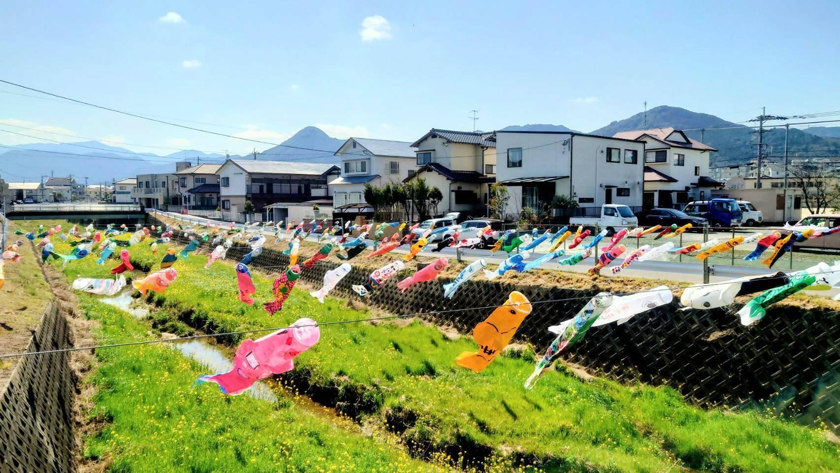 十郎川鯉のぼり掲揚-2