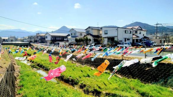 十郎川鯉のぼり掲揚-2