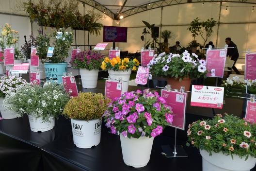 Fukuoka Flower Show 2026-6