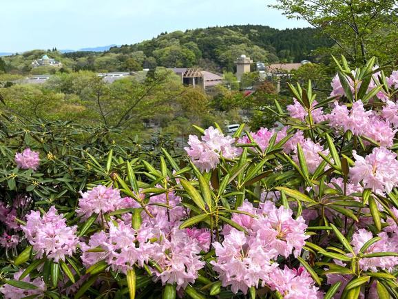 グリーンピア八女のシャクナゲ-0