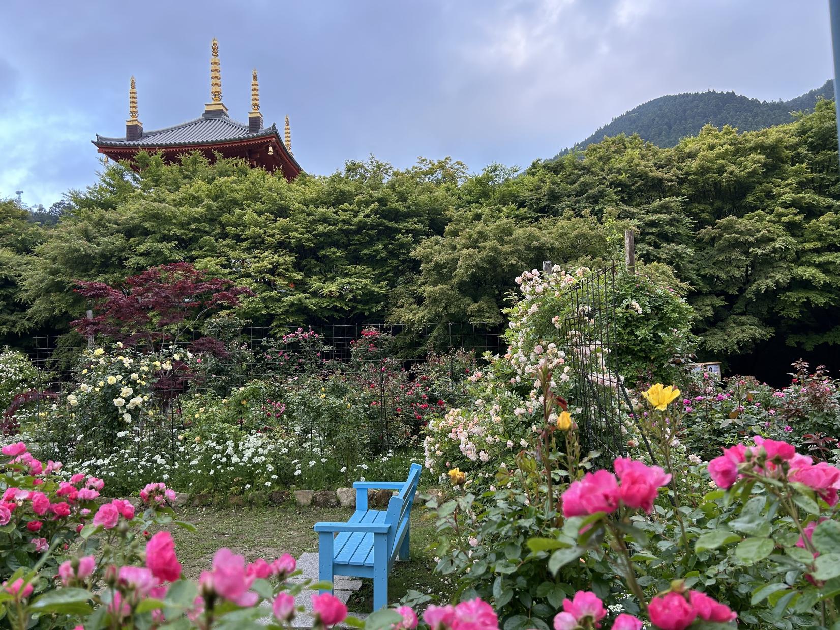 呑山観音寺バラまつり-2