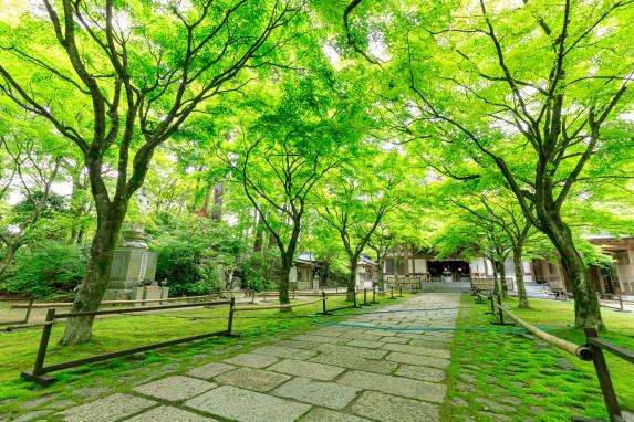 呑山観音寺バラまつり-3