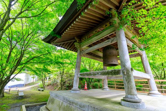 呑山観音寺バラまつり-4