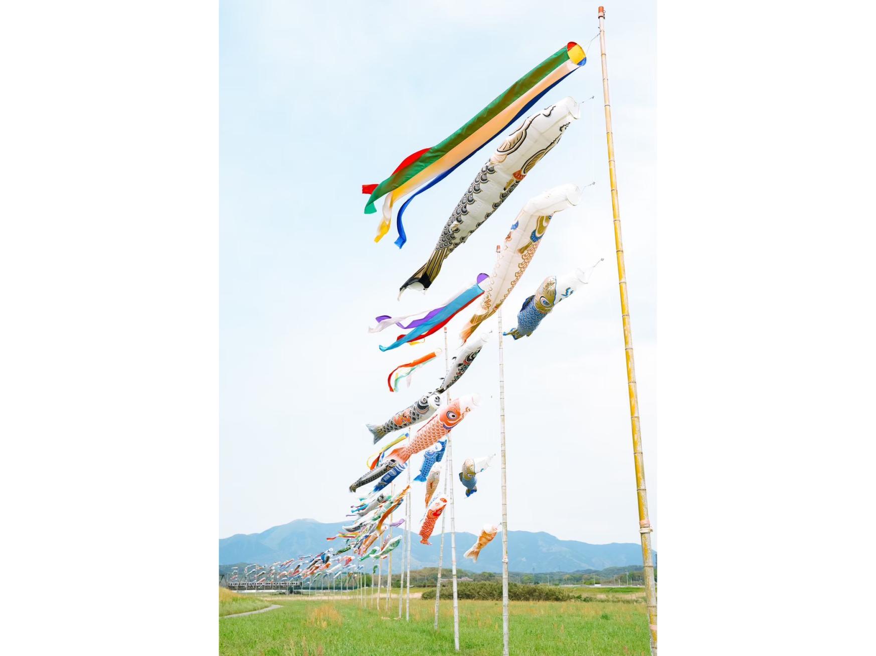 遠賀川「光の鯉のぼり」ライトアップ・ナイト-2