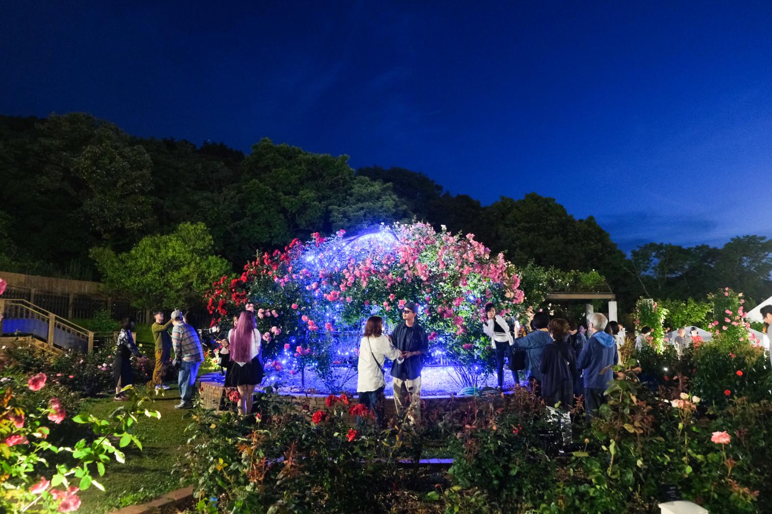 【北九州市立響灘緑地グリーンパーク】Night Rose Garden-3