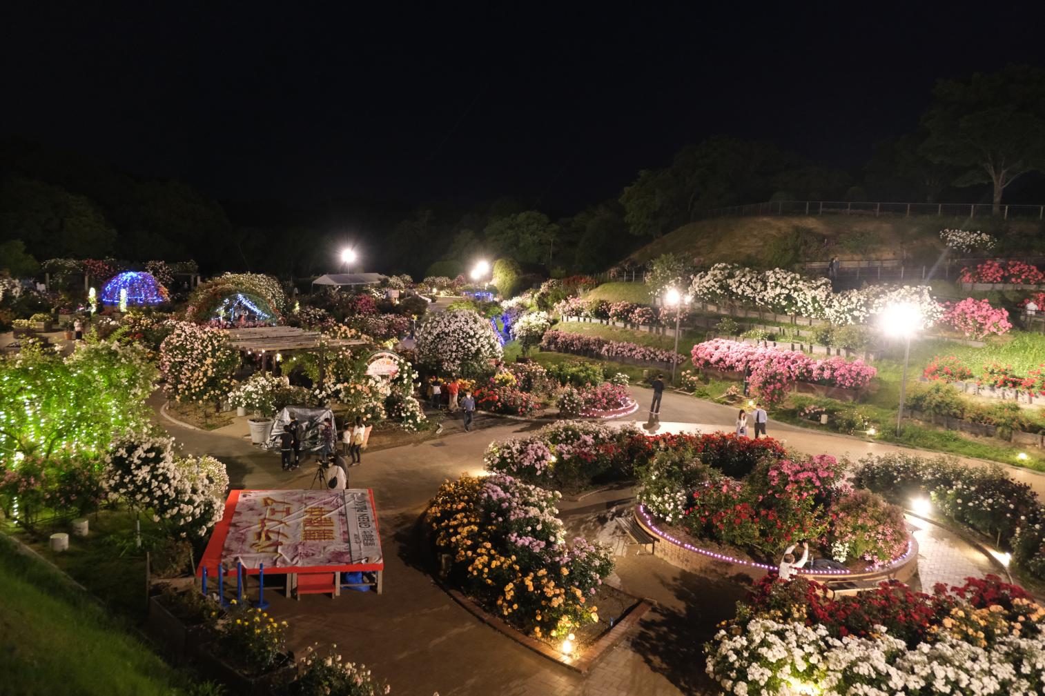 【北九州市立響灘緑地グリーンパーク】Night Rose Garden-1