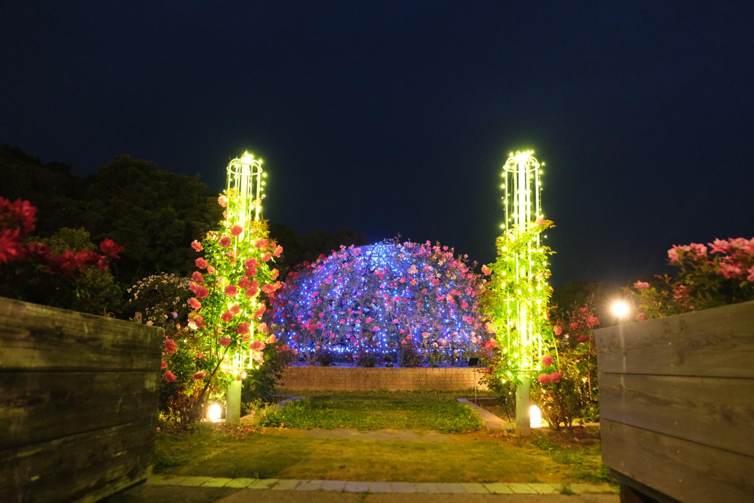 【北九州市立響灘緑地グリーンパーク】Night Rose Garden-6