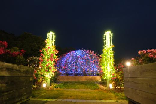 【北九州市立響灘緑地グリーンパーク】Night Rose Garden-6