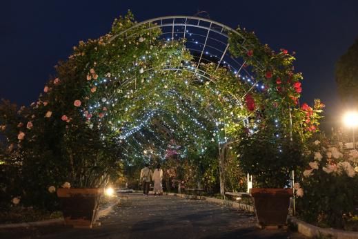 【北九州市立響灘緑地グリーンパーク】Night Rose Garden-4