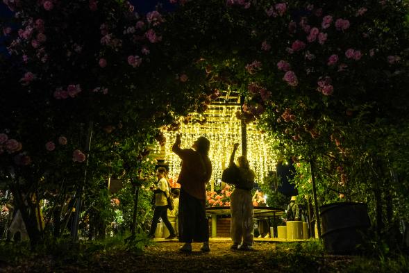 【北九州市立響灘緑地グリーンパーク】Night Rose Garden-2
