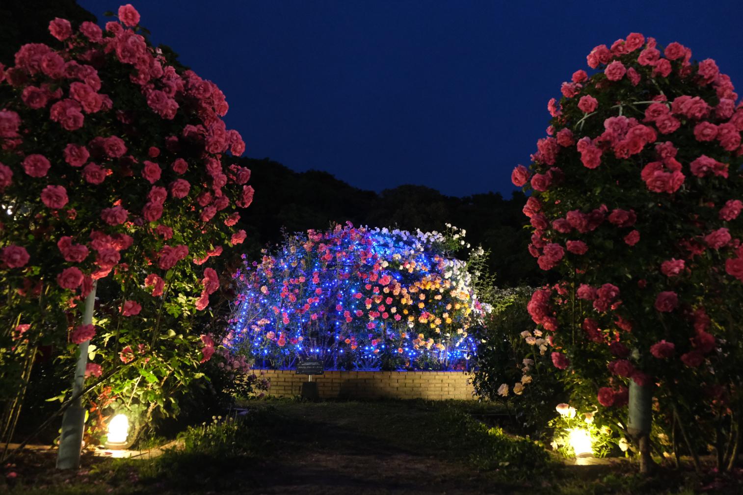 【北九州市立響灘緑地グリーンパーク】Night Rose Garden-5